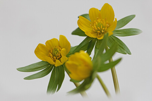 winterling-eranthis-hyemalis-22236.jpeg