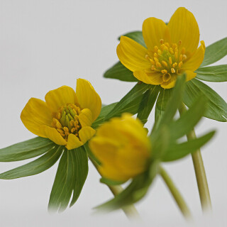 winterling-eranthis-hyemalis-22236