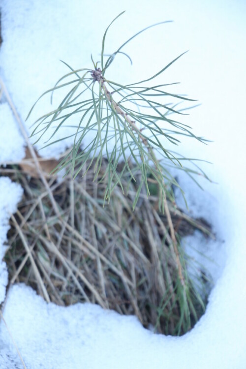 Noch im Schnee - eine junge Kiefer
https://de.wikipedia.org/wiki/Waldkiefer

Aufnameort: Eiershausen Hirschbergwald
Kamera: Canon EOS 700D