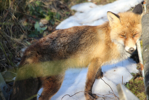 rotfuchs-vulpes-vulpes-l-1758--18527.jpeg