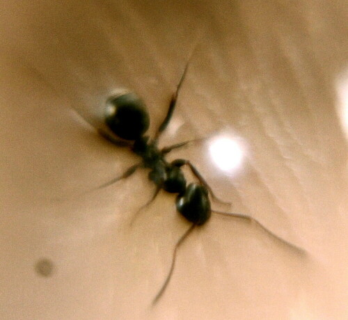 schwarze-wegameise-lasius-nige-18529.jpeg