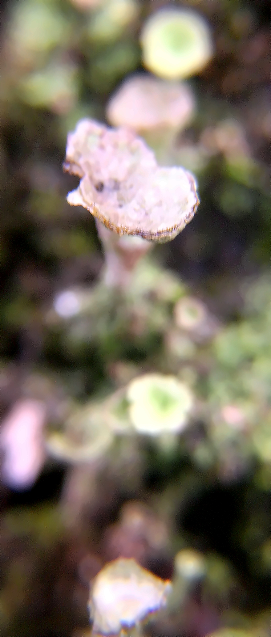 Eine Art Flechte, die etwas der Trompetenflechte(Cladonia fimbriata(L.)Fr.) ähneln kann.  Die Stämmchen(Podetien) letzerer sind hohl und grau bis grünlichlich. Ihre Oberfläche wirkt mehlig sowie sorediös. Bei ersteren wird die Oberfläche eher als körnig beschrieben.
http://www.lichens.lastdragon.org/Cladonia_pyxidata.html
https://de.wikipedia.org/wiki/Cladonia_pyxidata
(Als Vergleich:)
https://de.wikipedia.org/wiki/Cladonia_fimbriata


Aufnameort: Eiershausen Straßenrabatte Stein
Kamera: Canon EOS 700D