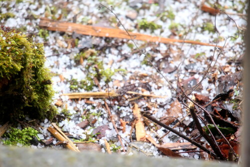 graupel-im-garten-1-marz-2017-18547.jpeg