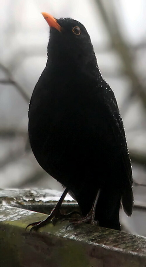 amselhahn-turdus-merula-l-1758-18571.jpeg