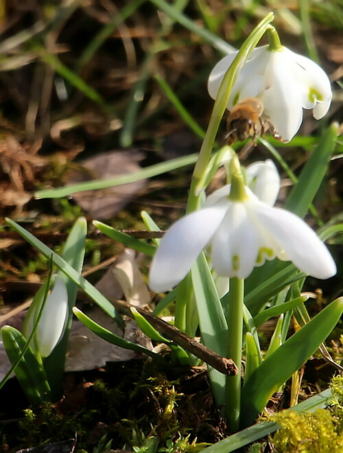 Wohl eine Zuchtform des Schneeglöckchens

https://www.ecosia.org/search?q=gefülltes+Schneeglöckchen

Aufnameort: Eiershausen Garten
Kamera: Canon EOS 700D