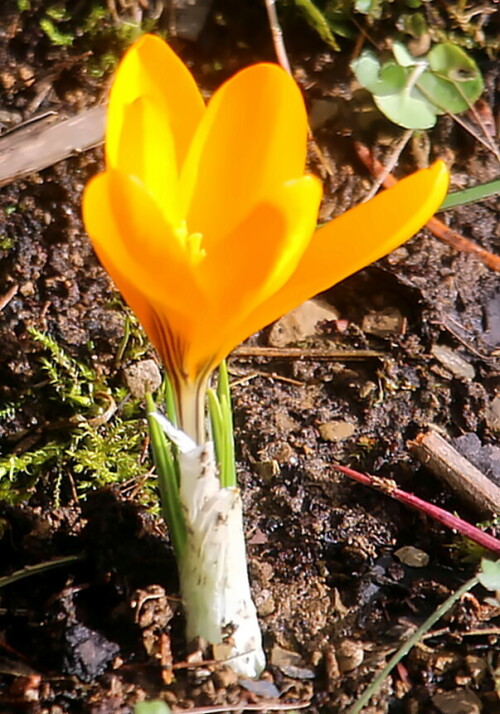 kleiner-oder-balkan-krokus-crocus-chrysanthus-herb-18577.jpeg