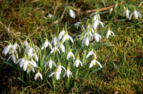 Das Schneeglöckchen gehört zu den Amaryllisgewächsen.
Es ist giftig, wobei die Alkaloide(Galanthamin und Lycorin) überwiegend in der Zwiebel enthalten sind.
https://de.wikipedia.org/wiki/Kleines_Schneeglöckchen

Aufnameort: Eiershausen Garten
Kamera: Canon EOS 700D