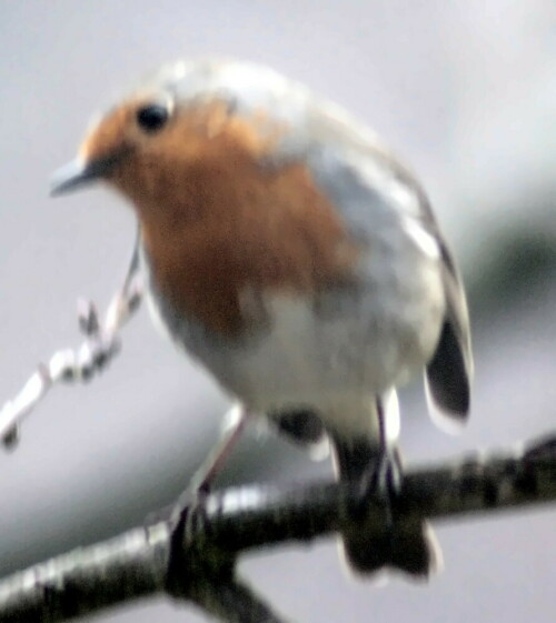 rotkehlchen-erithacus-rubecula-l-1758-18574.jpeg