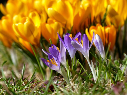 

Aufnameort: Weidenbach, in meinem Garten
Kamera: Panasonic Lumix FZ 200