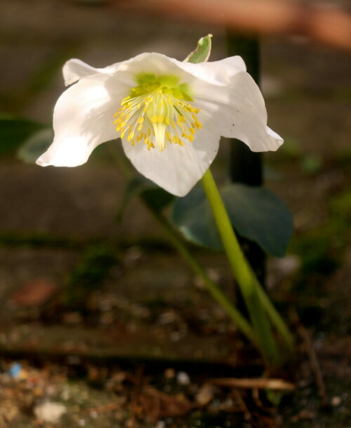 Oft blüht die Christ- bzw. Schneerose zwischen Februar und April.
Je nach der Schneelage oder der Höhenlage im Gebirge kann das Aufblühen bereit im November beginnen und im Mai enden.
In den östlichen Nord- wie Südalpen sowie im Apenin und auf dem Balkan ist ein natürliches Vorkommen gegeben.
Gelegentlich wird die Christ- bzw. Schneerose auch als Gartenzierpflanze kultiviert.
https://de.wikipedia.org/wiki/Schneerose

Aufnameort: Eiershausen Garten
Kamera: Canon EOS 700D