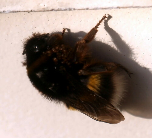 Neben Bienen lassen sich noch Hummel im "Vorfrühling" ggf. beobachten.
https://de.wikipedia.org/wiki/Dunkle_Erdhummel


Aufnameort: Eiershausen Hauswand
Kamera: Canon EOS 700D