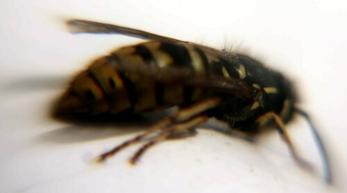 gemeine-wespe-vespula-vulgaris-l-1758-18592.jpeg