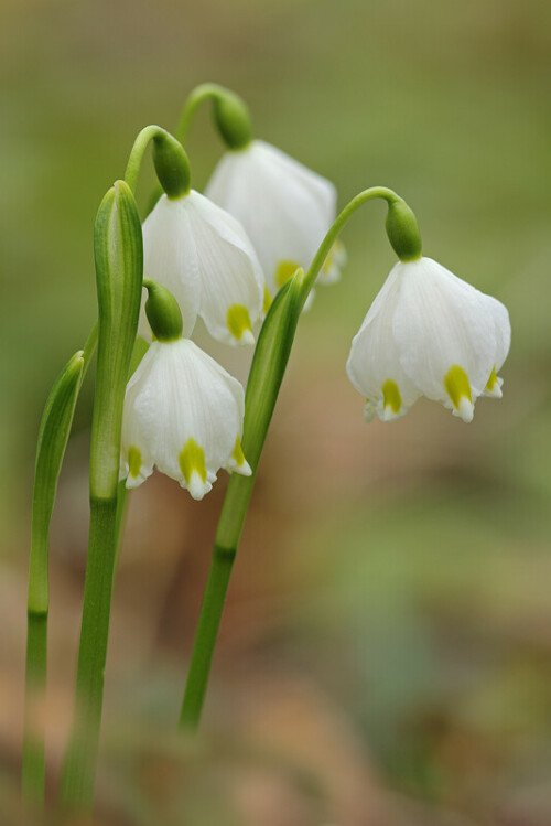 marzbecher-leucojum-vernum-22248.jpeg