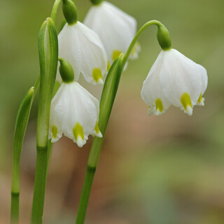 marzbecher-leucojum-vernum-22248