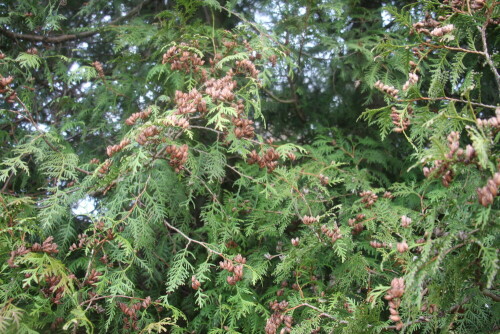 Der Gewöhnliche Lebensbaum gehört zur Gattung der Lebensbäume(Thuja) sowie den Zypressengewächsen(Cupressaceae).
Er kann Höhen bis zu zwanzig Metern erreichen.
https://de.wikipedia.org/wiki/Abendländischer_Lebensbaum

Aufnameort: Eiershausen Friedhof
Kamera: Canon EOS 700D