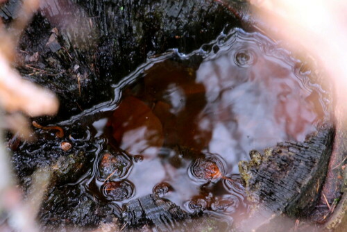 Solche temporären(zeitlich begrenzten) Wasserpfützen können dennoch auch für Mikroorganismen und kleine Lebewesen eine kurzfristige Bleibe darstellen.
Z. B. auch:
http://www.ag-urzeitkrebse.de/branchipus.html

Aufnameort: Eiershausen Waldrand des Hirschbergwaldes
Kamera: Canon EOS 700D