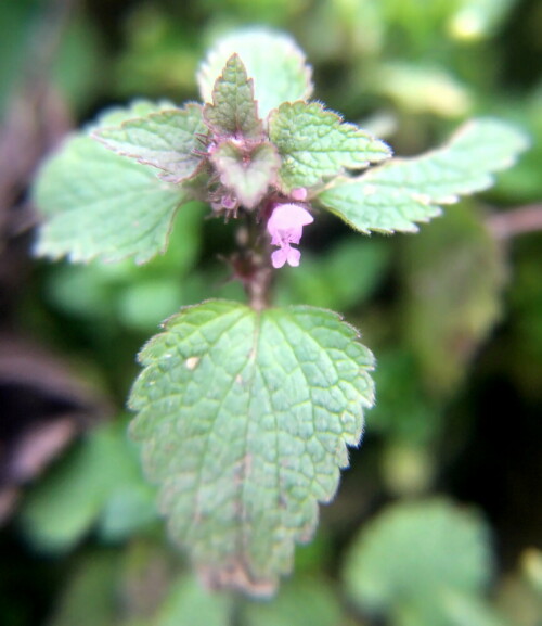 purpurrote-taubnessel-lamium-purpureum-l-18645.jpeg