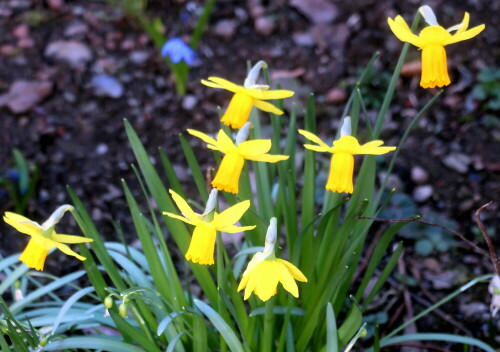 Die Gelbe Narzisse gehört zu den Amaryllisgewächsen(Amaryllidaceae):
https://de.wikipedia.org/wiki/Gelbe_Narzisse

Aufnameort: Eiershausen Garten
Kamera: Canon EOS 700D