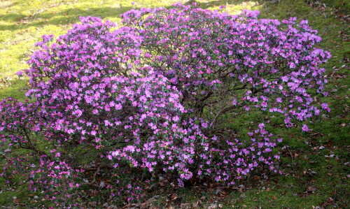 Der Pontische Rhododendron ist eine Art aus Südeuropa und Westasien.
https://en.wikipedia.org/wiki/Rhododendron_ponticum

Aufnameort: Eieshausen Friedhof
Kamera: Canon EOS 700D