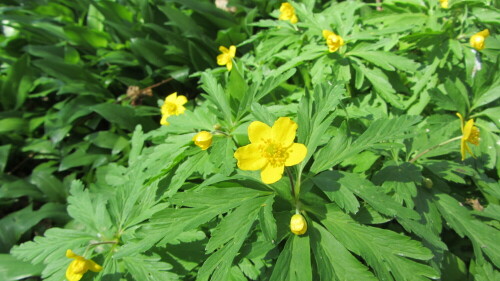 gelbes-windroschen-anemone-ranunculoides-19004.jpeg