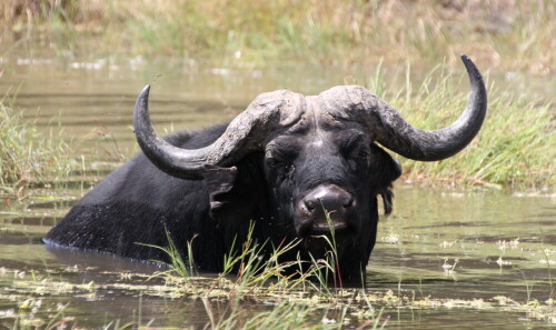 Unterwegs beim Tiere beobachten entdeckt

Aufnameort: Nkasa Lupala - Namibia
Kamera: Canon 450D