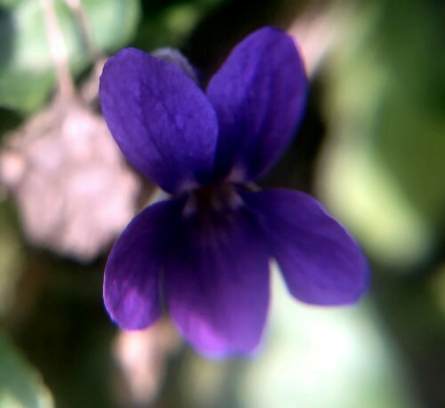 duftveilchen-viola-odorata-l-18677.jpeg