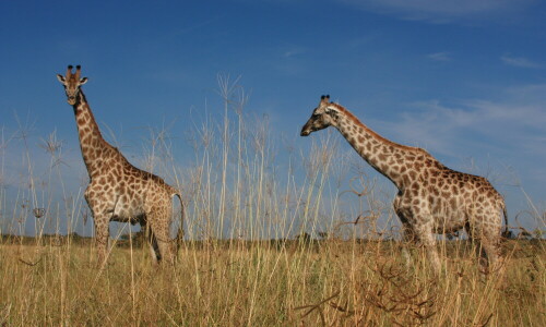 fotografiert beim Tiere beobachten

Aufnameort: Savuti - Botswana
Kamera: Canon 450D