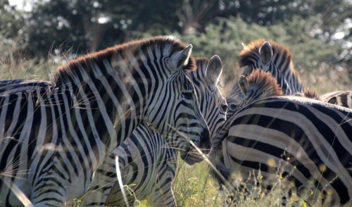 zebras-im-gegenlicht-18718.jpeg