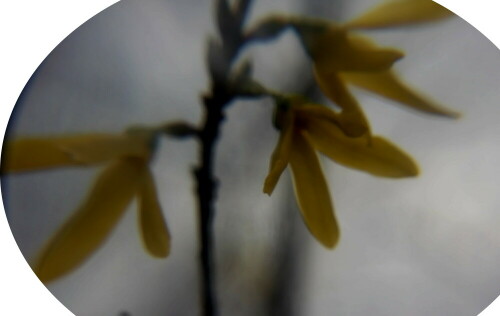 bluten-einer-garten-forsythie--18681.jpeg