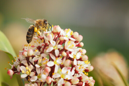 Es ist Frühling und die Bienen schwärmen aus. Hier auf einem Mirabellenbaum.

Aufnameort: Garten, Norddeutschland
Kamera: OM-D E-M5II