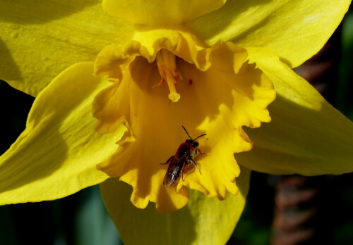 

Aufnameort: Weidenbach, in meinem Garten
Kamera: Panasonic Lumix FZ 200