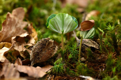 Die vielen Bucheckern des letzten Herbstes bescheren uns in diesem Frühling eine reiche Keimung auf dem Waldboden.

Aufnameort: Mössingen
Kamera: Nikon D7200