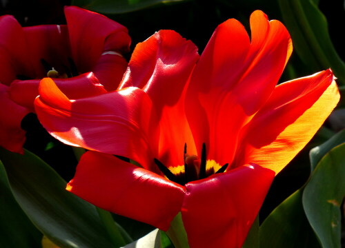 tulpenfeuer-18702.jpeg