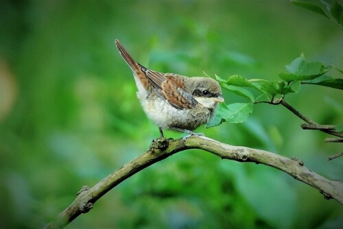 Neuntöter - Jungvogel

Aufnameort: Wetterau - am  "Honigberg"
Kamera: Nikon D7200