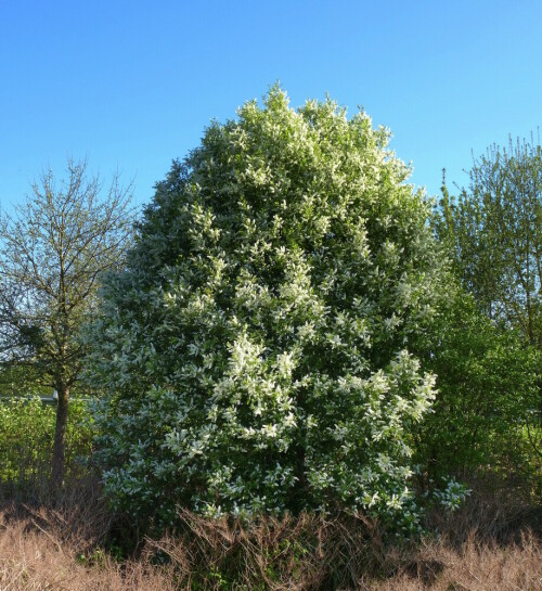 Traubenkirsche in voller Blüte

Aufnameort: Rheinebene im Breisgau
Kamera: Panasonic