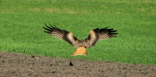 Er haut ab vor dem Traktor, dahinter gibt's vielleicht was Fressbares.

Aufnameort: Belp - Toffen am Toffenkanal (BE, Schweiz)
Kamera: Canon PowerShot SX220 HS