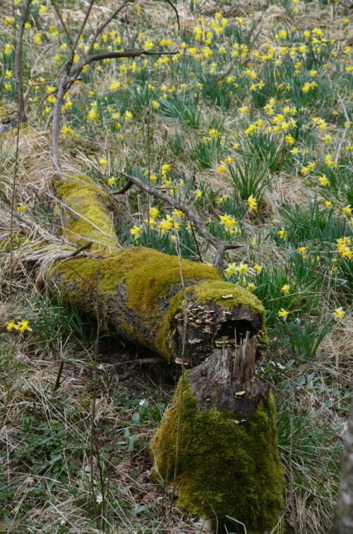 wilde-narzissen-in-der-eifel-neben-biberspuren-18720.jpeg