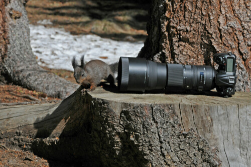 Während dem fotografieren kam ein Eichhörnchen um die Kamera anzugucken

Aufnameort: Schweiz
Kamera: Nikon d300s