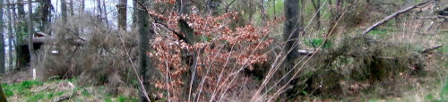 Lärchen gehören zu den Kiefergewächsen(Pinaceae) und sind in Europa heimisch.
In Österreich wurde die Europäische Lärche zum Baum des Jahres 2002 gewählt; in Deutschland zum Baum des Jahres 2012.
https://de.wikipedia.org/wiki/Europäische_Lärche


Aufnameort: Eiershausen Hirschbergwald(3. Hirschbergweg)
Kamera: Camcorder Medion