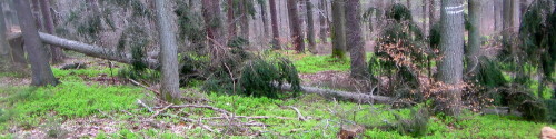 Die Gemeine oder Gewöhnliche oder Rotfichte ist Baum des Jahres 2017.
Gemeine Fichten können bis sechshundert Jahre alt werden.
In Schweden wurde ein Wurzelholz einer Fichte gefunden, das auf
etwa 9550 Jahre alt geschätzt worden ist.
https://de.wikipedia.org/wiki/Gemeine_Fichte


Aufnameort: Hirschbergwald 1.-2.Hirschbergweg
Kamera: Camcorder Medion