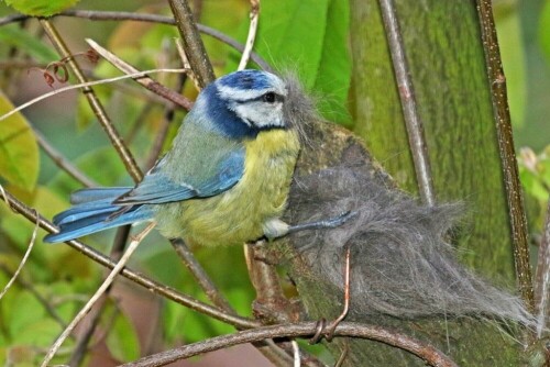 blaumeise-sammelt-katzenhaare-18816.jpeg