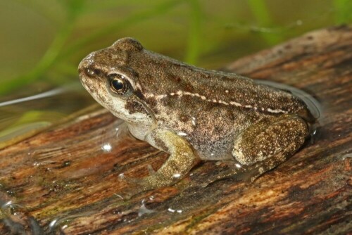 grasfroschentwicklung-jungfrosch-18739.jpeg