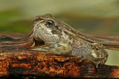 grasfroschentwicklung-landgang-18741.jpeg