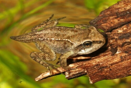 grasfroschentwicklung-landgang-mit-restschwanz-18740.jpeg