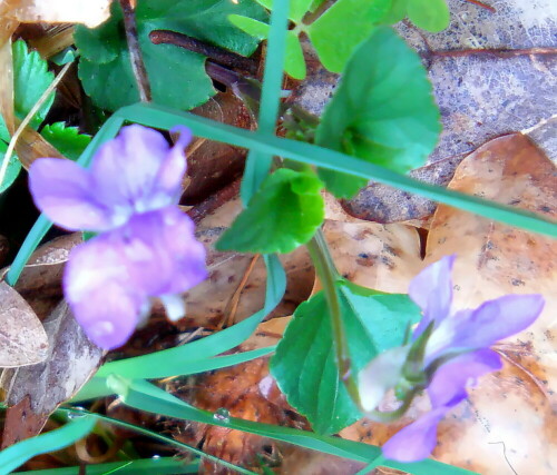 waldveilchen-viola-reichenbachiana-boreau-18735.jpeg