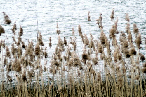 trockenes-schilf-phragmites-adans-18748.jpeg