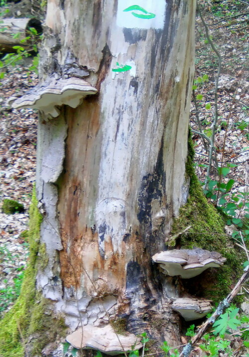 Ein Holzzersetzer an einem Baumstumpf
https://de.wikipedia.org/wiki/Flacher_Lackporling


Aufnameort: Eiershausen Hirschbergwald(3. Hirschbergweg)
Kamera: Camcorder Medion