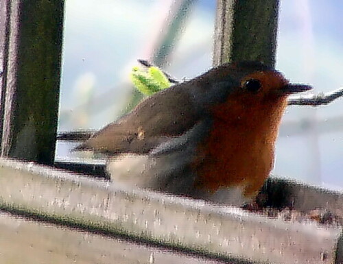 rotkehlchen-erithacus-rubecula-l-1758-18755.jpeg