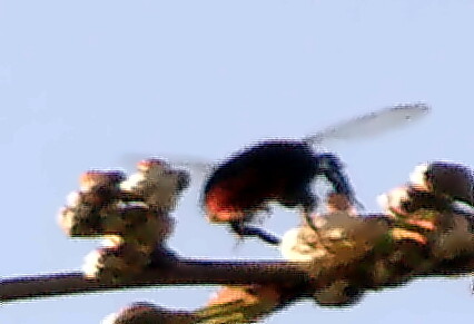 weibliche-steinhummel-bombus-l-18757.jpeg