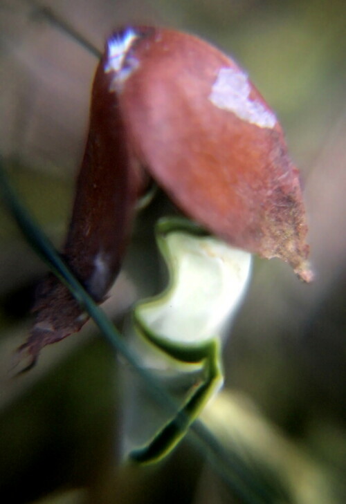 Bucheckern sind die Nussfrüchte von Rotbuchen(Fagus sylvatica(L.))
https://de.wikipedia.org/wiki/Buchecker
https://de.wikipedia.org/wiki/Rotbuche

Aufnameort: Hirschbergwald
Kamera: Camcorder Medion